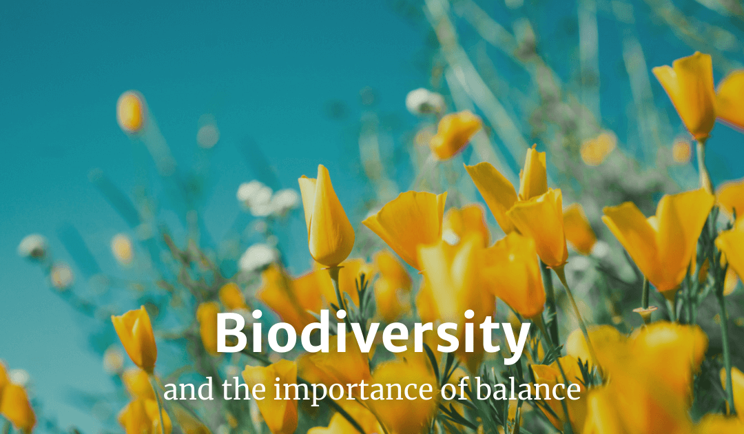 Biodiversity and the importance of balance