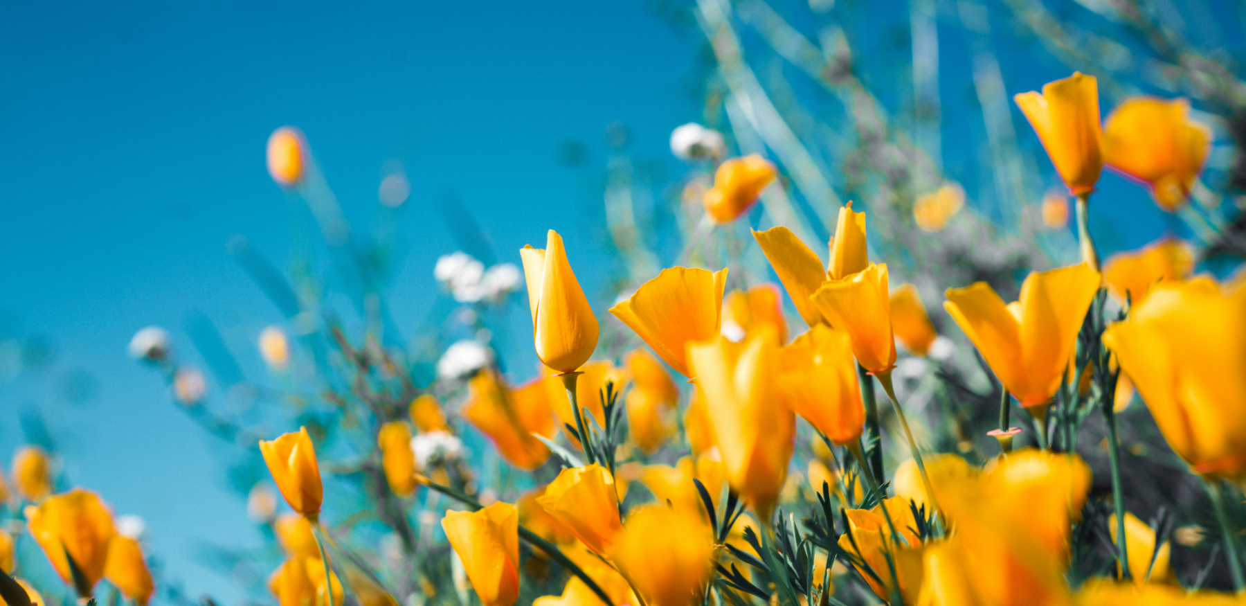 Wildflowers